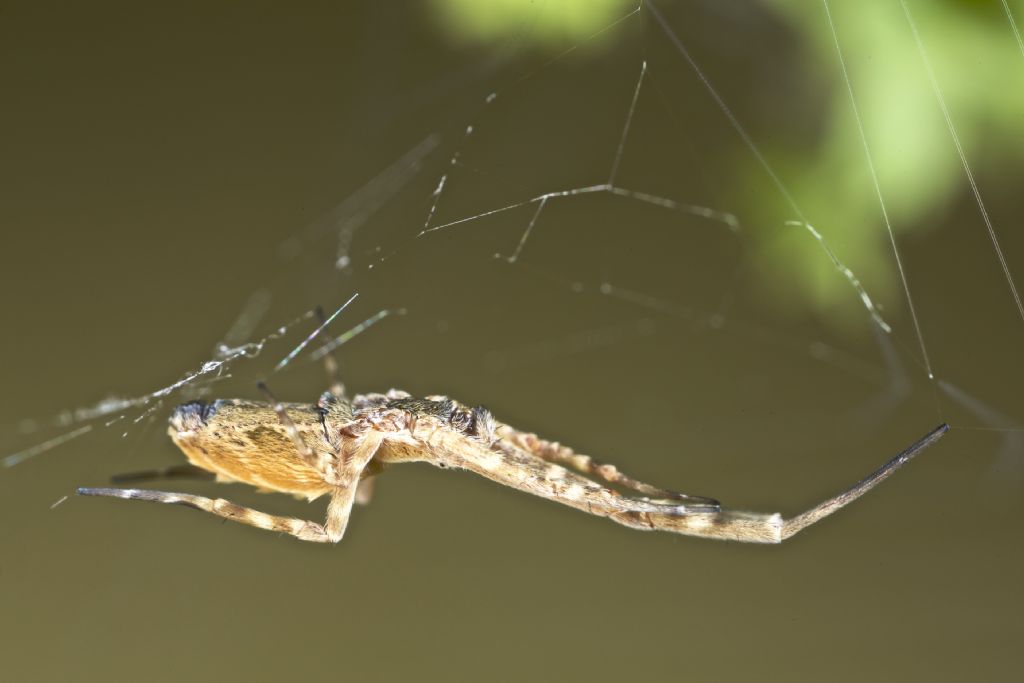 Uloborus walckenaerius -  Bressanone (BZ)